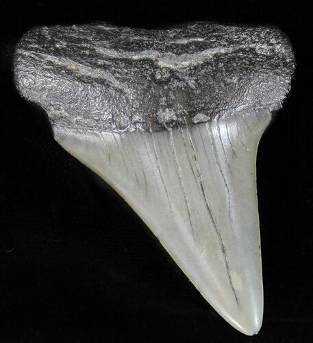 Large, Fossil Mako Shark Tooth - Georgia #61685